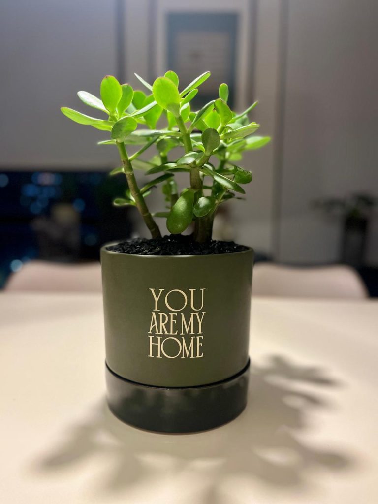 HAPPY-HOUSE-052025092503