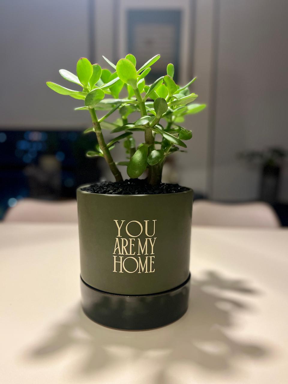 HAPPY-HOUSE-052025092503